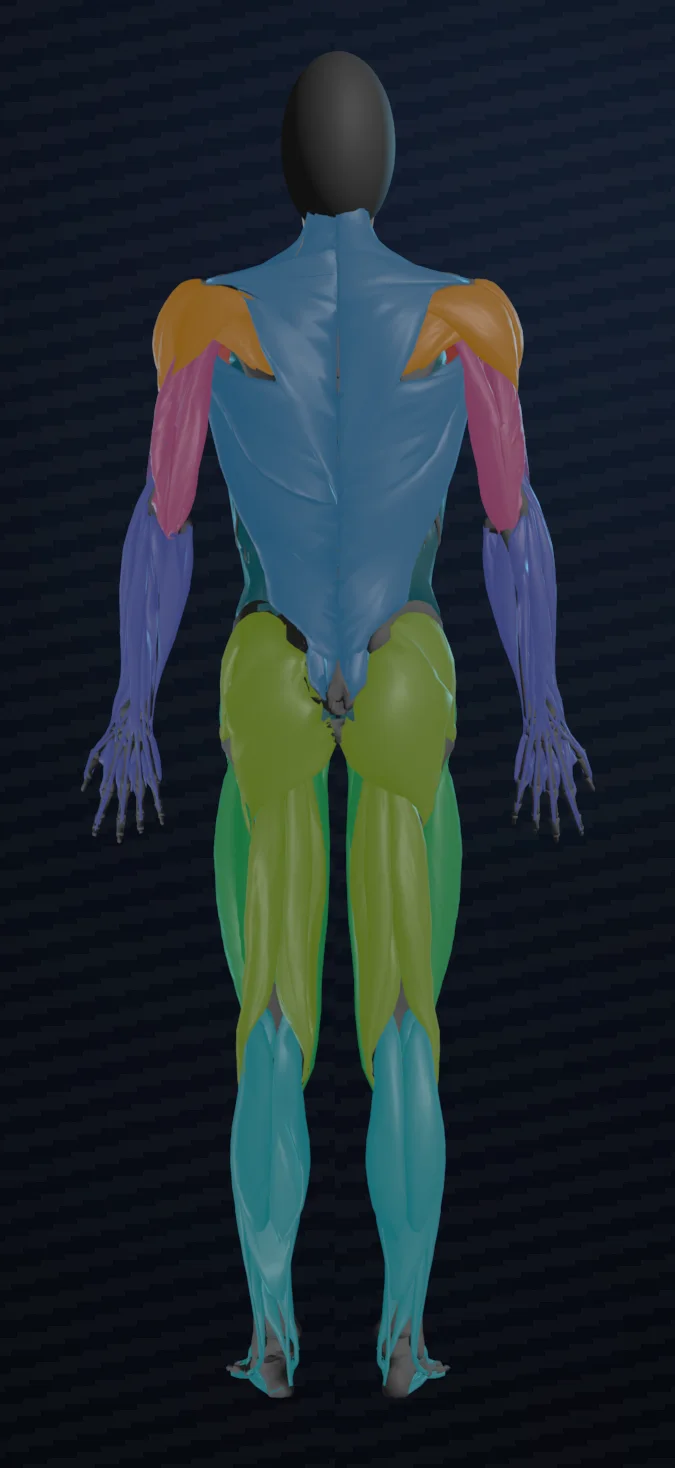 3-D muscle body, back