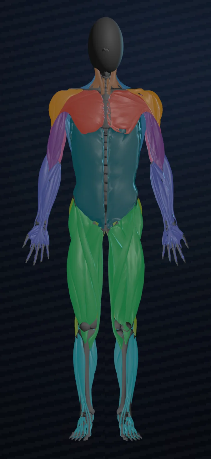3-D muscle body, front
